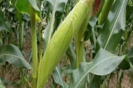中單99玉米栽培技術(shù)要點(diǎn)，中抗紋枯病病指40