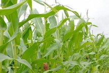 稷秾95玉米栽培技術要點，中抗大斑病5MR