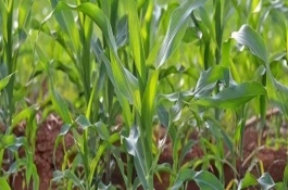 奧邦A(yù)6玉米栽培技術(shù)要點(diǎn)，4月下旬至5月上旬播種