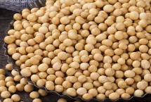 吉黑14大豆栽培技術要點，出苗至成熟平均118天