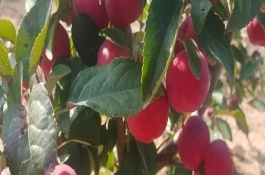 貴人果和冬紅果有什么區(qū)別，葉片、花朵和果實均不同