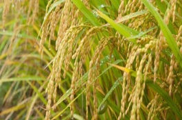 源兩優(yōu)1568水稻栽培技術(shù)要點，全生育期138.0天