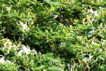 農(nóng)村熱門的藥材種植項目，枸杞的產(chǎn)量一般更加穩(wěn)定