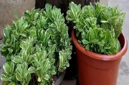 麒麟掌生小白蟲怎么治，其汁液有毒