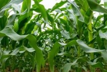桂單902玉米栽培技術(shù)要點(diǎn)，春播生育期118天