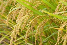 粵粳油占水稻栽培技術(shù)要點(diǎn)，中秈常規(guī)水稻品種
