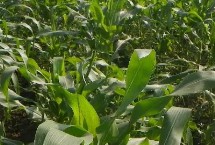青秀001玉米栽培技術(shù)要點(diǎn)，春季播種
