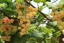 葡萄當年種植當年能結(jié)果嗎，采果后需及時修剪清園