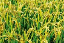 福兩優(yōu)1314水稻栽培技術(shù)要點，全生育期158.1天