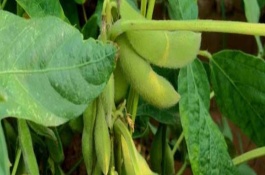 豐豆2號大豆栽培技術(shù)要點(diǎn)，播種量為4.5kg/畝