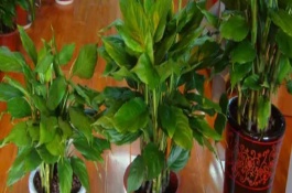 綠巨人植物為什么會開花，觀賞效果佳且能凈化空氣