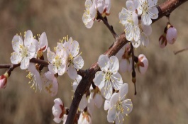 杏花如何提前開花，花期在農(nóng)歷的2月份左右