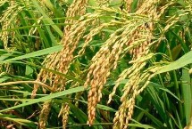 荃優(yōu)068水稻栽培技術要點，播種前宜用咪鮮胺浸種