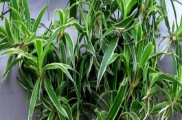 春天吊蘭如何養(yǎng)能發(fā)芽，室內(nèi)的溫度達到12℃以上即可