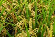 神農(nóng)優(yōu)452水稻栽培技術(shù)要點，全生育期131.7天