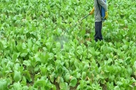 夏秋蔬菜如何用農(nóng)藥防蟲，可以肥治蟲、以死蟲治活蟲等