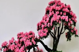 杜鵑花爛根了怎么救活，首先一定要使用松軟肥厚的土壤