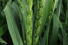 藁優(yōu)9415小麥栽培技術(shù)要點，適宜基本苗每畝15萬