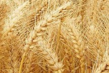 連麥10號小麥栽培技術(shù)要點(diǎn)，適宜播期10月10日-25日