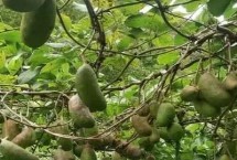 木通的繁殖方法，屬于毛茛目、木通科木質(zhì)藤本植物的統(tǒng)稱