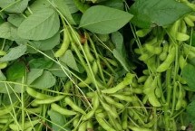 丹豆24大豆栽培技術(shù)要點，播期以四月中旬～五月上旬為宜