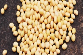 灌豆4號(hào)大豆栽培技術(shù)要點(diǎn)，6月上中旬播種