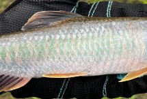 馬口魚的生活環(huán)境，常棲息在山澗溪流中
