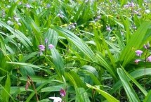 白芨怎么繁殖，狹葉白芨以及紫花白芨