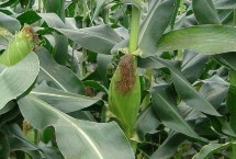 金耕36號玉米栽培技術(shù)要點(diǎn)，在整個種植過程中注意防治雜草