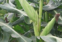 大玉糯4號玉米栽培技術(shù)要點，適時調(diào)整播期