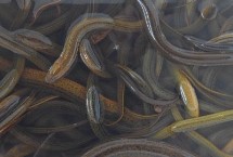 黃鱔是魚類嗎，野生黃鱔的頭部更尖