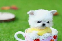 茶杯犬的種類，超過一歲主喂狗糧