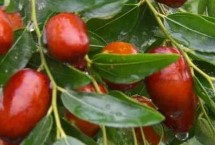 山東寧陽縣的特產(chǎn)，寧陽蟋蟀被譽(yù)為江北第一蟲