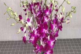 洋蘭花在花瓶能養(yǎng)幾天，寓意絢麗多姿、雍容華貴等