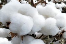 浙大15號(hào)棉花栽培技術(shù)要點(diǎn)，全生育期119.9天