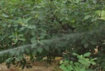 果樹開花打什么農藥，可及時灌水噴水或噴藥中和等