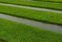 蜀香優(yōu)192水稻栽培技術要點，該品種基部葉葉鞘綠色