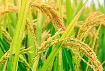 霽稻二號(hào)水稻栽培技術(shù)要點(diǎn)，在適應(yīng)區(qū)播種期4月10日