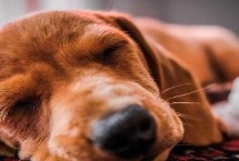 犬貓喉炎的主要癥狀，以劇烈咳嗽、喉部腫脹等為主要特征