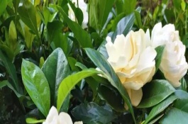梔子花葉尖枯黑如何處理，冬天落葉是正常情況