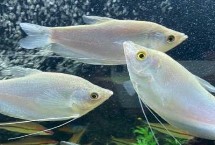 給曼龍魚換水要注意什么，兩至三天換一次水
