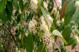 野桂花的生長習性，一般是指柃木