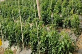 番茄開花少坐果率低怎么防治，可能是過度使用氮肥、溫度不適等原因造成