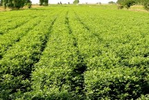甘草要經(jīng)過(guò)幾年才能收獲，凈度高的種子可以直播