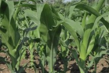 桂單691玉米栽培技術(shù)要點，中抗小斑病