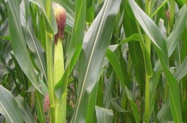 沃玉558玉米栽培技術(shù)要點(diǎn)，放赤眼蜂防治玉米螟蟲