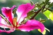 紫荊花的花語(yǔ)，寓意繁榮、壯觀、奮進(jìn)