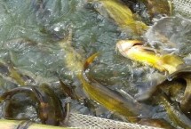 黃辣丁養(yǎng)多久才能上市，水深達到1.5-2米左右、淤泥厚度不超過20厘米
