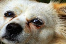 狗狗流眼淚的治療方式，可能是有炎癥或上火所致