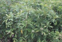 白術(shù)的育苗方式有哪些，整個生育期要中耕除草3-4次